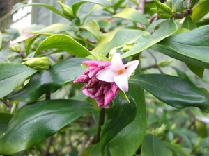Daphne odora_01.JPG